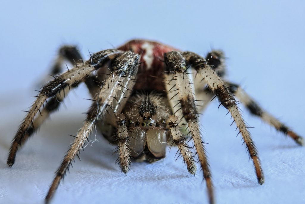 hypnotherapy for phobias canberra Wodonga Albury