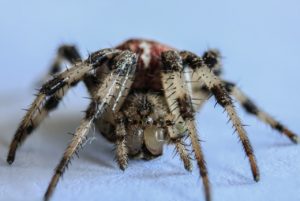 hypnotherapy for phobias canberra Wodonga Albury
